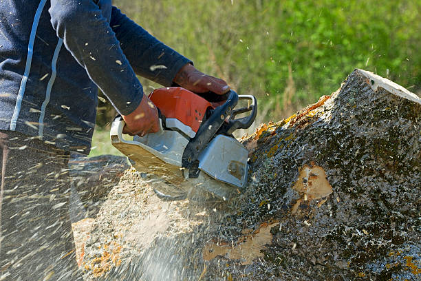 Best Commercial Tree Services  in Avilla, AR